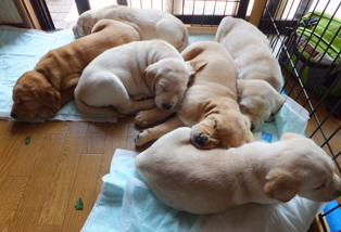 すこやかな子犬たちの写真