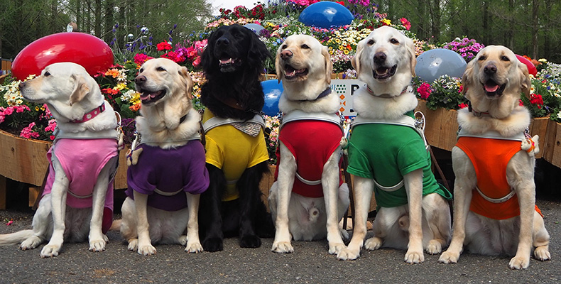 盲導犬を育てる会