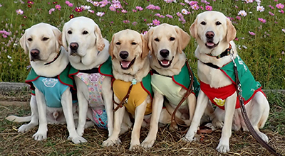 盲導犬を育てる会