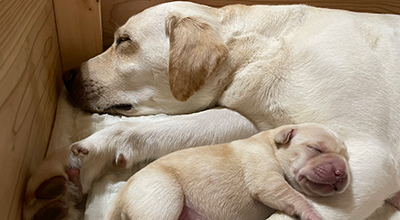 盲導犬を育てる会