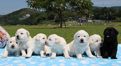 盲導犬を育てる会