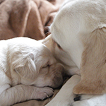 子犬誕生の写真