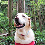 くつろぐ引退犬の写真